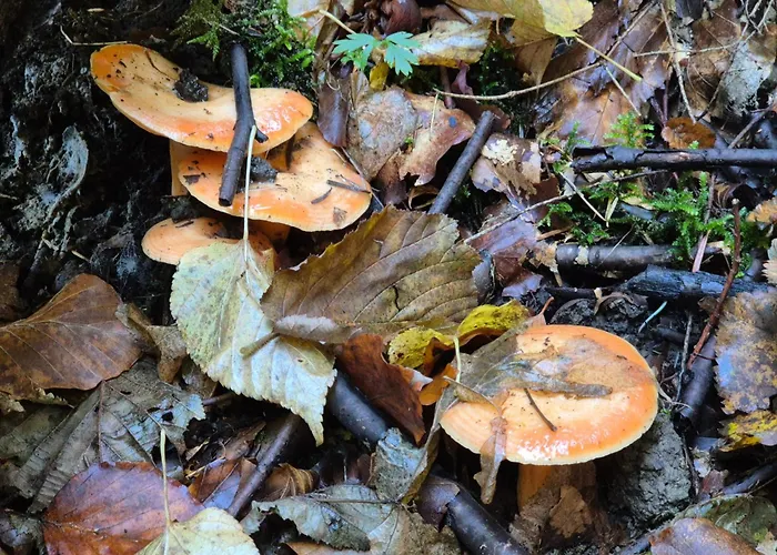 Pod Gwiazdami - Sauna, Jacuzzi, Basen Parco vacanze